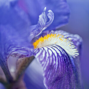 2100509 0305 Iris WDW