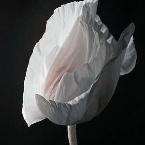 Mohn4