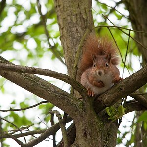 web Wildpark Hoellohe 100522 4592
