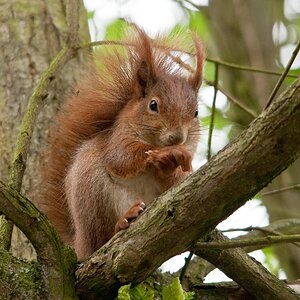 web Wildpark Hoellohe 100522 4601 2