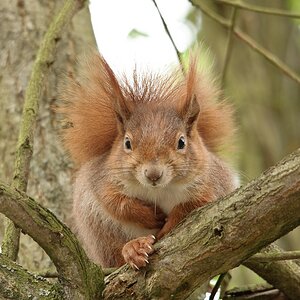 web Wildpark Hoellohe 100522 4608