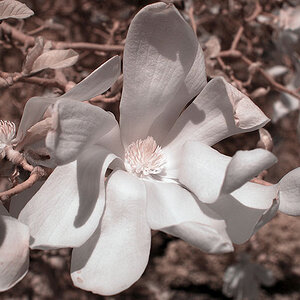 Sternmagnolie