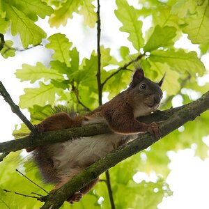 web Wildpark Hoellohe 100522 4614