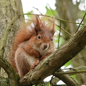 web Wildpark Hoellohe 100522 4602