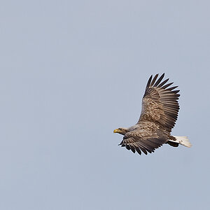 20100517 5897 [NIKON D700]   420 mm  1 3200 Sek. bei ƒ   5,6
