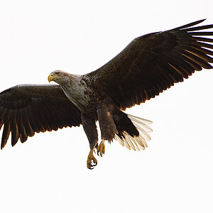 20100517 5920 [NIKON D700]   420 mm  1 5000 Sek. bei ƒ   5,6