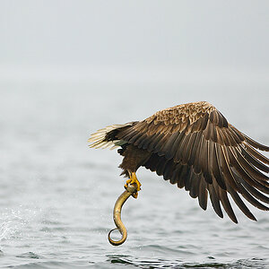 20100519 9773 [NIKON D2Xs]   300 mm  1 800 Sek. bei ƒ   2,8