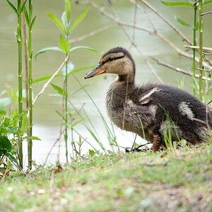 web Wildpark Hoellohe 100522 4637