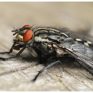ISO 1600 Fliege