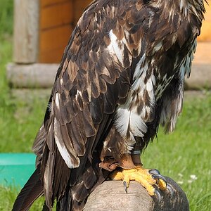 (???)Adler