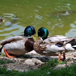 DSCF2674