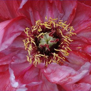 rosa rot 3 2W
