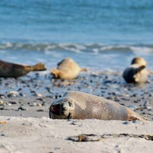 Helgoland, südstrand