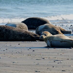 Helgoland
