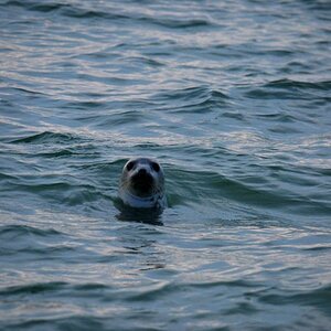 Helgoland