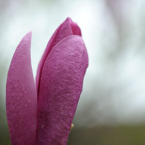 magnolie1 JKK 6585
