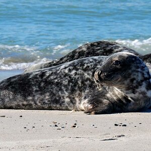 Helgoland, Und wieder Kegelrobben