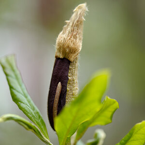 magnolie4 JKK 6586