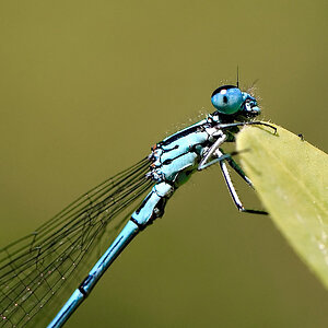 Libelle Nahaufnahme