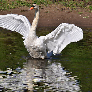 Schwan