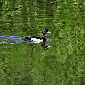 Natur Juni 2010 068 fc