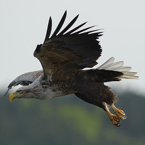 20100517 5921 [NIKON D700]   420 mm  1 4000 Sek. bei ƒ   5,6 2