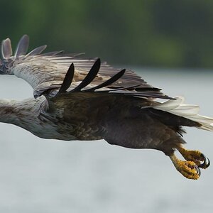 20100517 5922 [NIKON D700]   420 mm  1 4000 Sek. bei ƒ   5,6 2