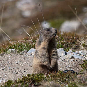 murmel2