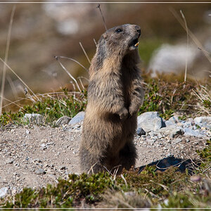 murmel3