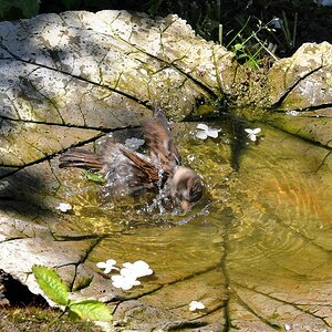 Flügel ausgestreckt, Kopfrotationen werden verstärkt