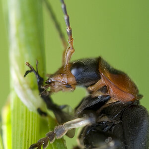 2010 05 23 Weichkäfer Soldatenkäfer
