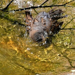 Rotationen werden verstärkt, etwas unkoordiniert