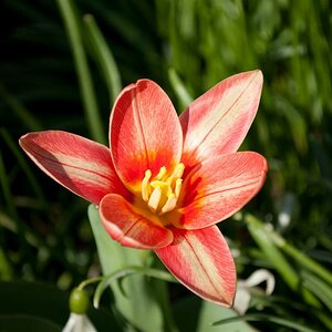 Tulpe (?!)