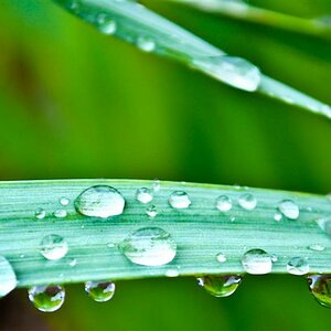 Regen