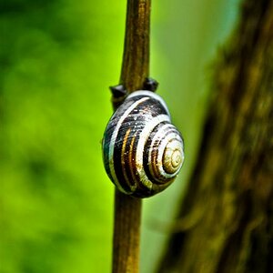 Schnecke