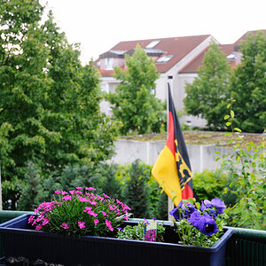 Balkon-Nelken