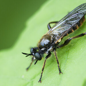 2010 05 30 Raubfliege 01-01