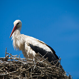 Storch