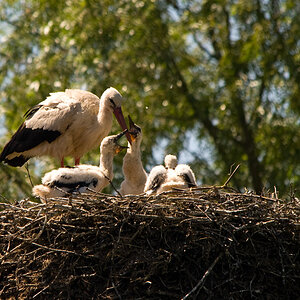 Storchenfamilie