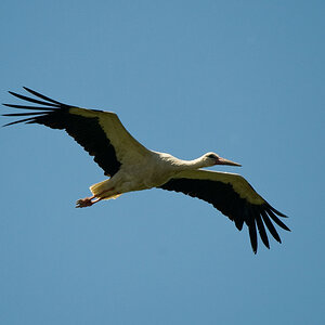 Storchenflug