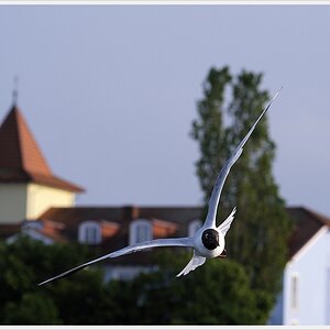 DSC7657 nff