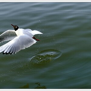 DSC7707 nff