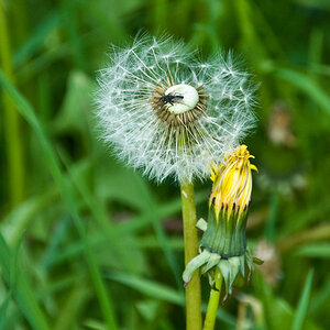 2010 05 09 DSC3011 Fliege auf Pusteblume