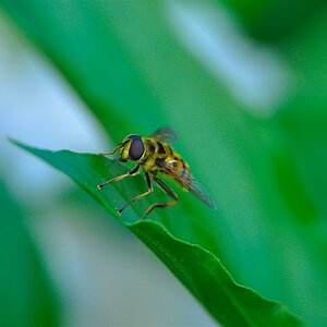 Waffenfliege (Canon 500D)