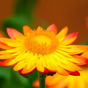 Blume (Canon 500D)