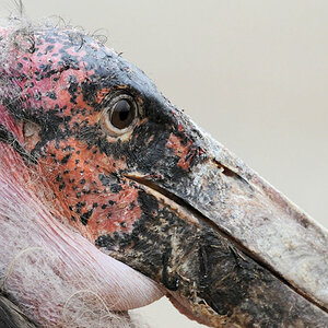Marabu
Queen Eizabeth NP, Mweya, 
(4912)