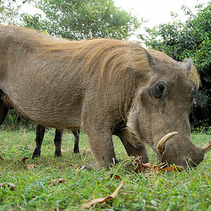 Warzenschwein
Murchison Falls NP, Red Chili Camp
(0393)
