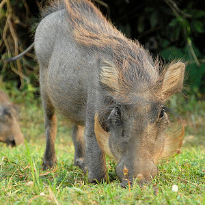 Warzenschwein
Murchison Falls NP, Red Chili Camp
(0422)