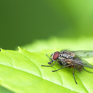 2010 05 30 Fliege