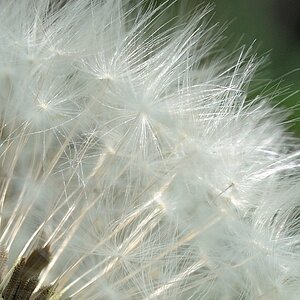 Pusteblume